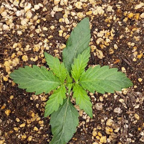 Mandarine  growlog timeline photo