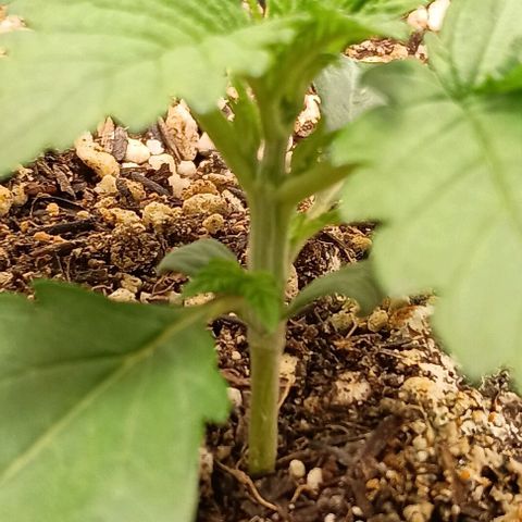 Bananinha growlog timeline photo