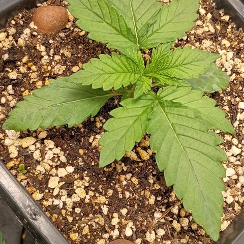 Bananinha growlog timeline photo