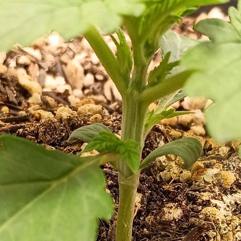 Bananinha growlog timeline photo