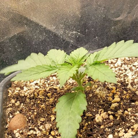 Bananinha growlog timeline photo