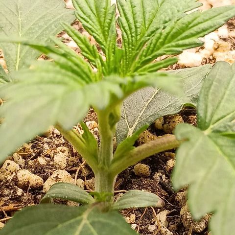 Mandarine  growlog timeline photo
