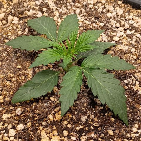 Mandarine  growlog timeline photo