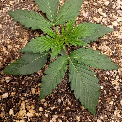 Mandarine  growlog timeline photo