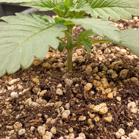 Bananinha 2 growlog timeline photo