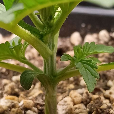 Bananinha 2 growlog timeline photo
