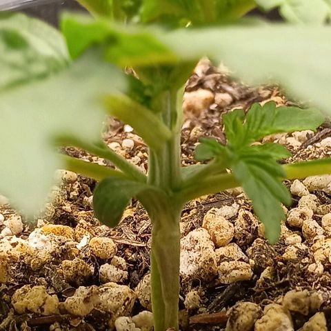 Bananinha 2 growlog timeline photo