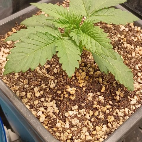 Bananinha 2 growlog timeline photo