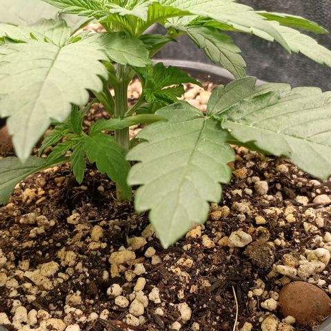 Bananinha growlog timeline photo