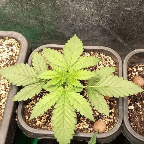 Bananinha growlog timeline photo