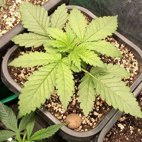 Bananinha growlog timeline photo