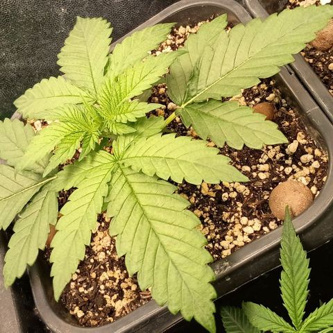 Bananinha growlog timeline photo