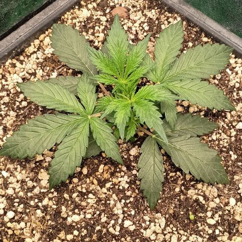 Mandarine  growlog timeline photo