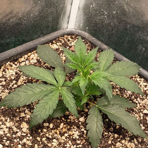 Mandarine  growlog timeline photo