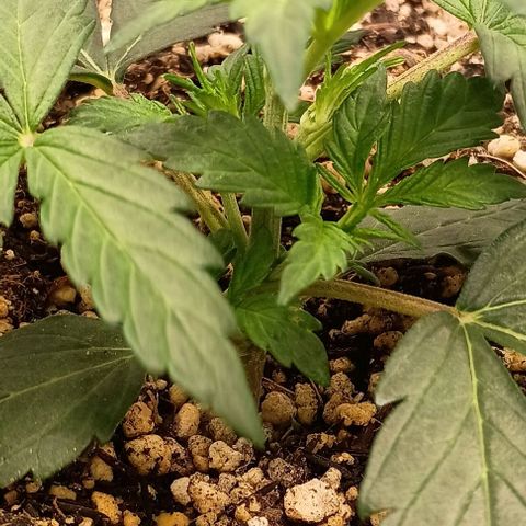 Mandarine  growlog timeline photo