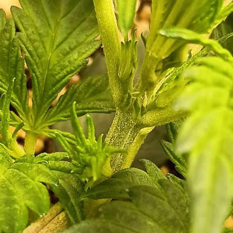 Mandarine  growlog timeline photo