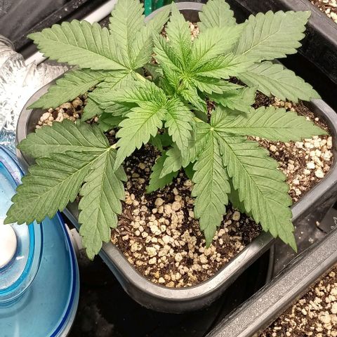 Bananinha 2 growlog timeline photo