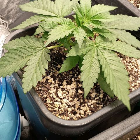 Bananinha 2 growlog timeline photo