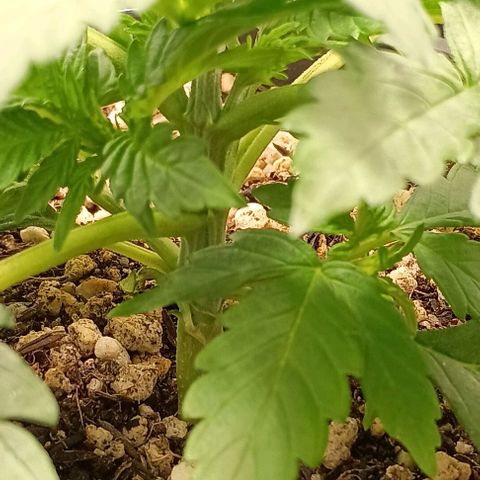 Bananinha 2 growlog timeline photo