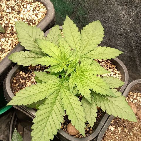 Bananinha growlog timeline photo