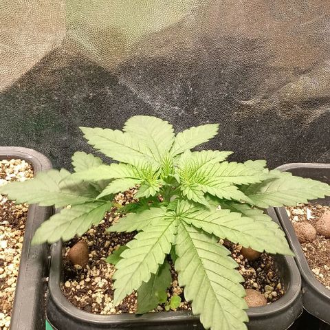 Bananinha growlog timeline photo