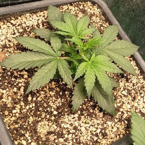 Mandarine  growlog timeline photo