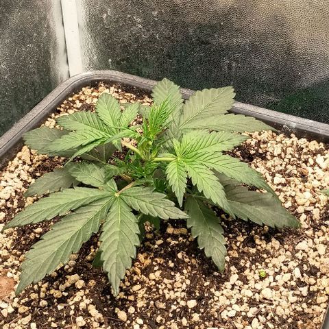 Mandarine  growlog timeline photo
