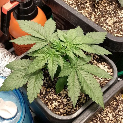 Bananinha 2 growlog timeline photo