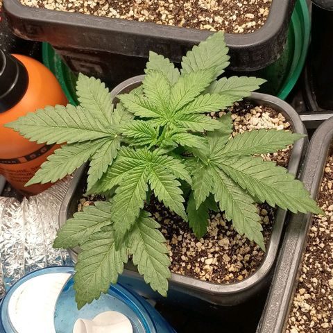 Bananinha 2 growlog timeline photo