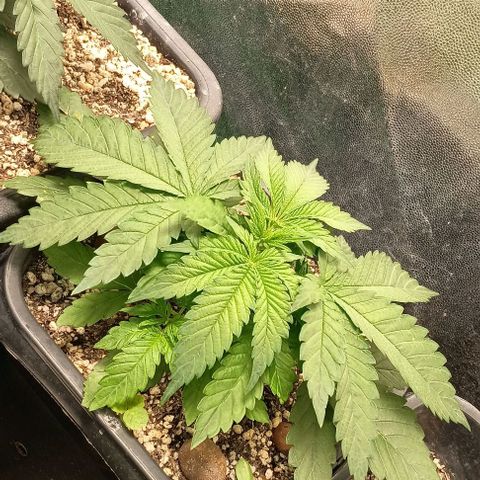 Bananinha growlog timeline photo