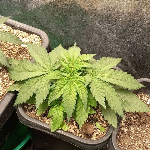 Bananinha growlog timeline photo