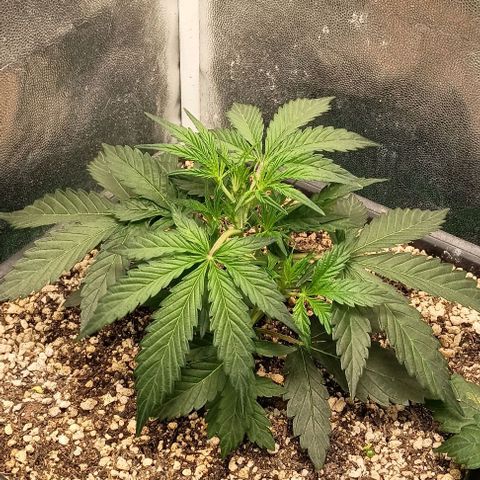 Mandarine  growlog timeline photo