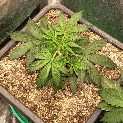 Mandarine  growlog timeline photo