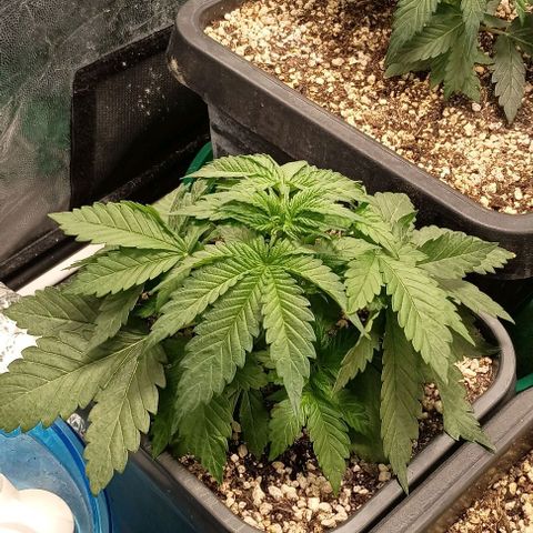 Bananinha 2 growlog timeline photo