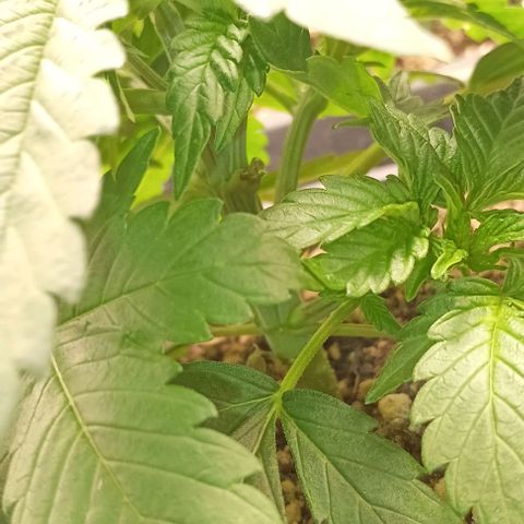 Bananinha 2 growlog timeline photo
