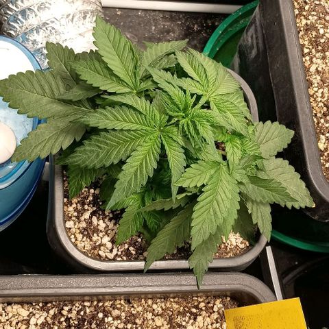 Bananinha 2 growlog timeline photo