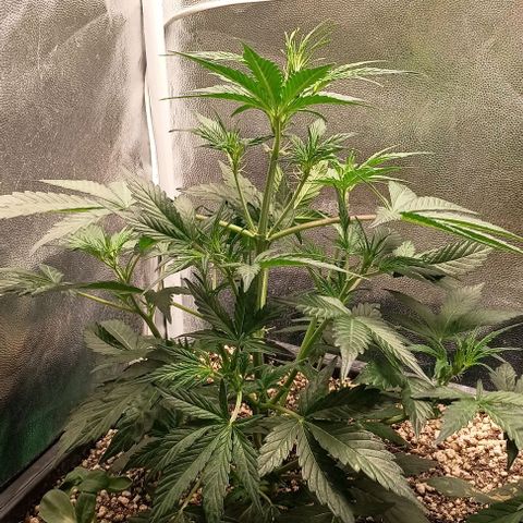 Mandarine  growlog timeline photo