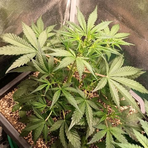 Mandarine  growlog timeline photo