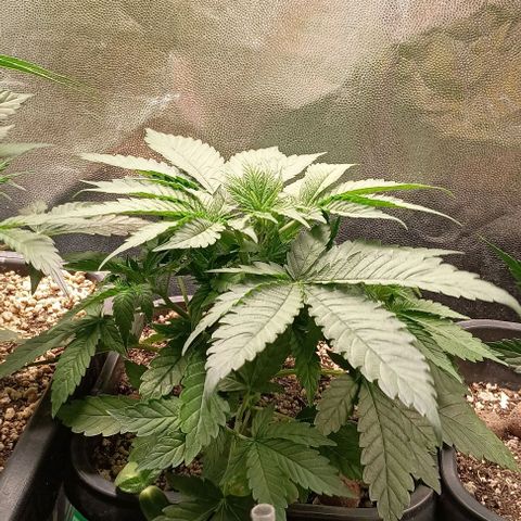 Bananinha growlog timeline photo