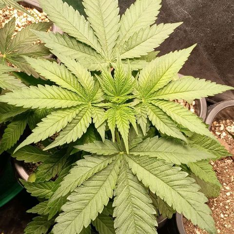 Bananinha growlog timeline photo