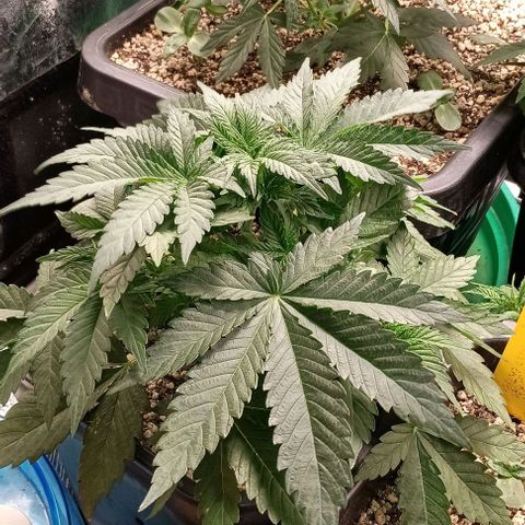 Bananinha 2 growlog timeline photo