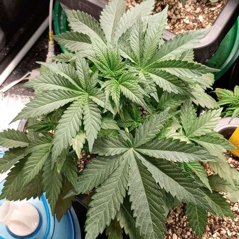 Bananinha 2 growlog timeline photo
