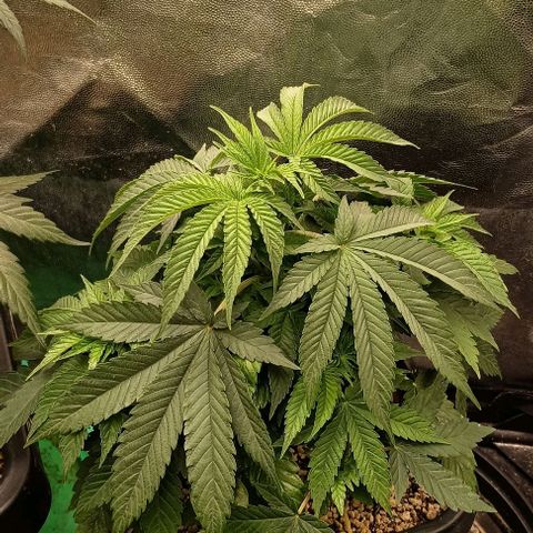 Bananinha growlog timeline photo