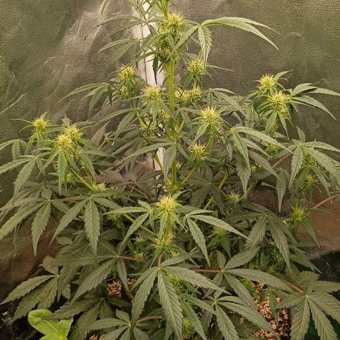 Mandarine  growlog timeline photo