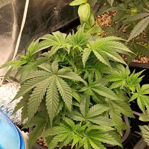 Bananinha 2 growlog timeline photo