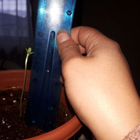 Chalu AG growlog photo: Trasplante de maceta 