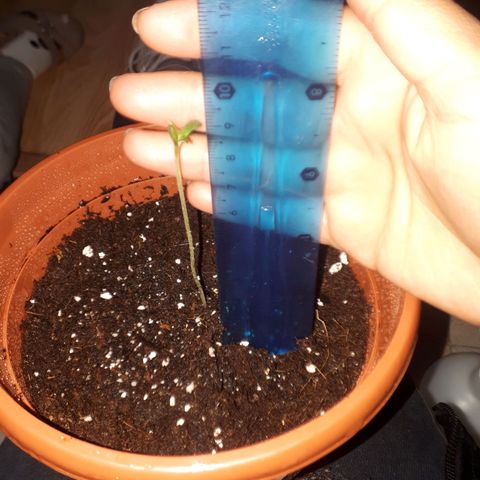 Chalu AG growlog timeline photo