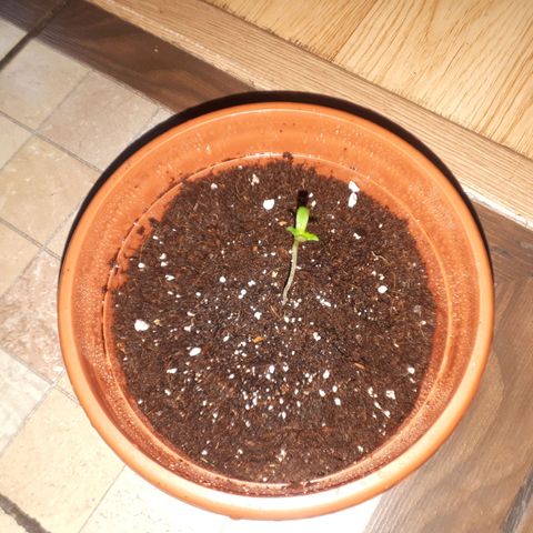 Chalu AG growlog timeline photo