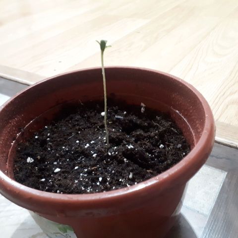 Chalu AG growlog timeline photo