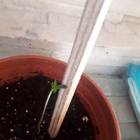 Chalu AG growlog timeline photo